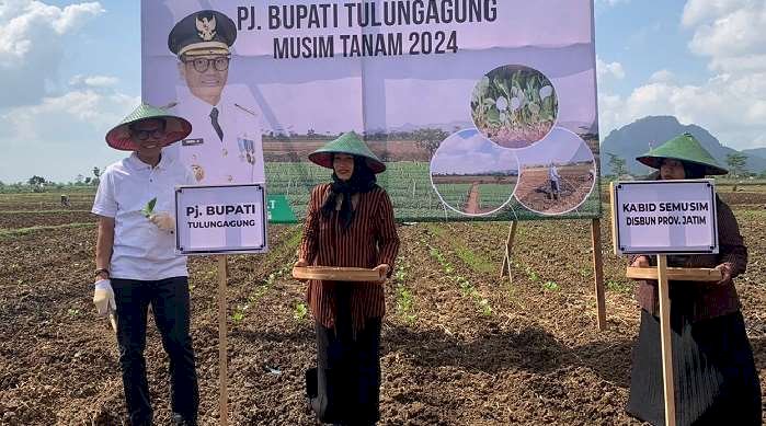 Gelar Tanam Perdana Tembakau di Tulungagung,  Disbun Jatim Optimis Produktivitas dan Harga Masih Tinggi