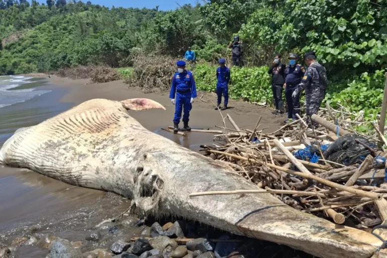 Bangkai Paus Balin Terdampar di Pantai Nglarap Tulungagung Mulai Membusuk, Petugas Terus Lakukan Pemantauan