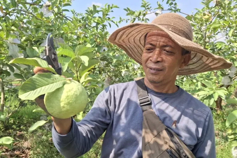 Dari Belimbing ke Jambu Kristal Jumbo, Mulyono Kewalahan Penuhi Permintaan