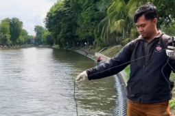 DLH Surabaya: Penurunan "dissolved oxygen" penyebab ikan mabuk