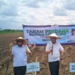 Magetan tanam perdana bongkar ratoon tebu untuk perkuat swasembada gula