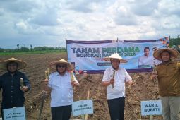 Magetan tanam perdana bongkar ratoon tebu untuk perkuat swasembada gula