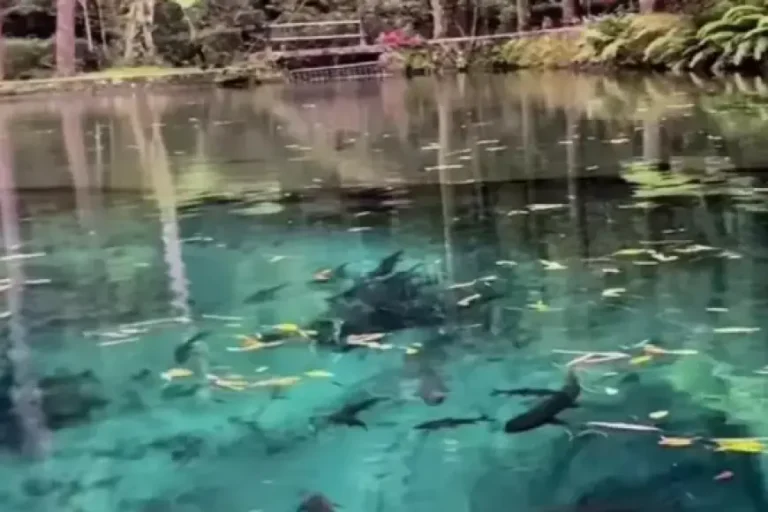 Telaga Rambut Monte, Pesona Alam Asri di Kaki Gunung Kawi Blitar