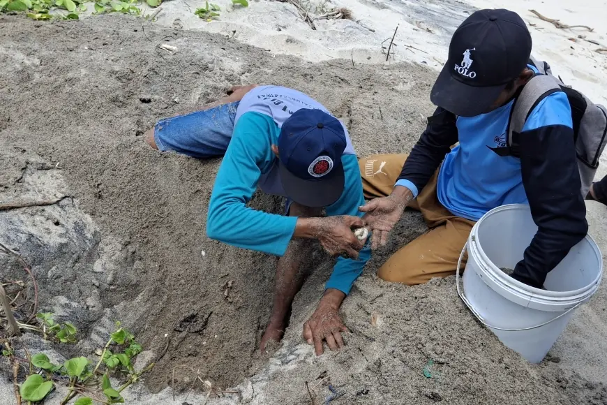 Perjuangan Pokdarwis Sanggaria Menyelamatkan Penyu secara Swadaya di Pantai Sanggar Tulungagung