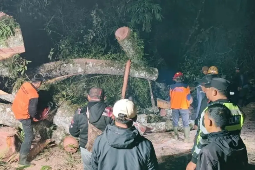 Pohon Raksasa Tumbang Tutup Akses Jalan Raya Cangar, BPBD Kota Batu Lakukan Evakuasi Tengah Malam