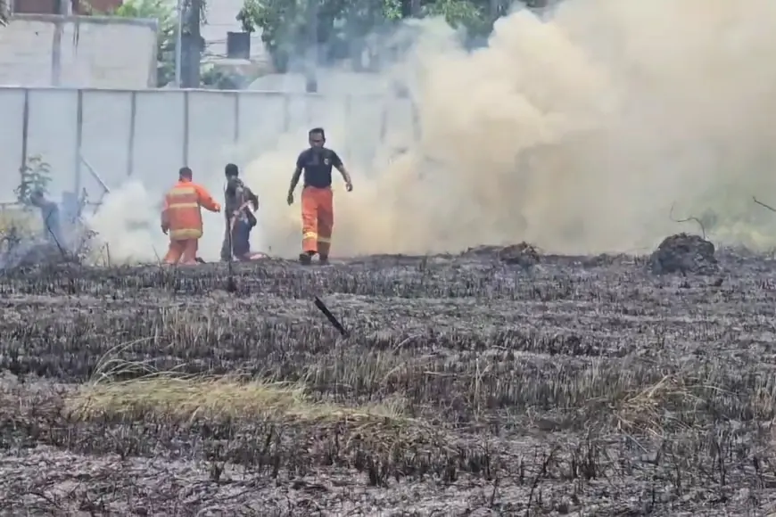 Panas Meningkat, 2 Hektare Ilalang di Gresik Ludes Terbakar