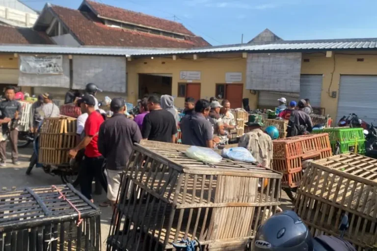 Relokasi Pedagang Ayam di Jalan Veteran ke Pasar Induk Bondowoso Saling Menguntungkan
