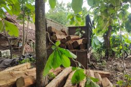 Perhutani dan Polres Madiun amankan tiga terduga penjarah kayu jati