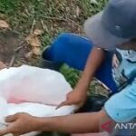 Pemkab Situbondo tindak kios pupuk subsidi jual di atas HET