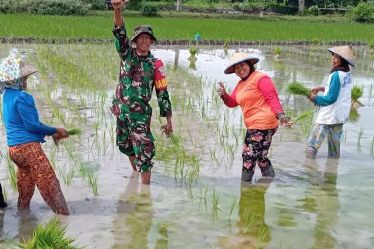 Tentara di Jombang Turun ke Sawah Tanam Padi Bareng Warga