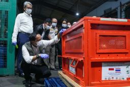 Indonesia brings home four smuggled orangutans from Thailand