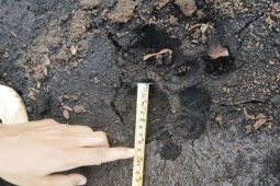 Sumatran tiger tracks found after close encounter in Riau