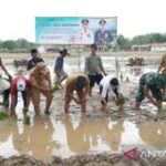 Bangkalan kembangkan hilirisasi pertanian untuk nilai tambah petani