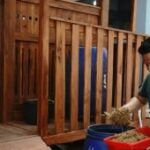 DKPP Kota Madiun uji coba tanaman jagung untuk pakan fermentasi ternak