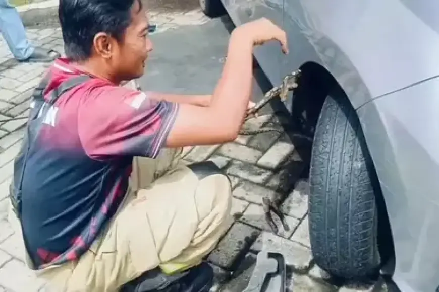 Damkar Surabaya Evakuasi Ular Piton di Mesin Mobil