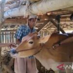 Sampang gencarkan pemeriksaan kesehatan hewan untuk cegah PMK