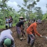 Warga Situbondo dan TNI gotong royong buka akses ke  perkebunan