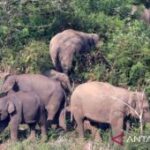 Seorang petani tewas diserang kawanan gajah di Bener Meriah