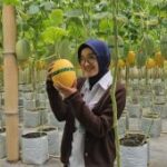 Wisata petik melon jadi buruan takjil sehat warga Trenggalek
