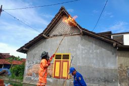 Damkar Tulungagung tangani 223 kasus sarang tawon vespa pada awal 2026