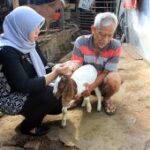 DKPP Kota Madiun gencarkan pemberian vaksin PMK