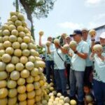 Petrokimia Gresik tingkatkan produktivitas melon Pantura Jatim