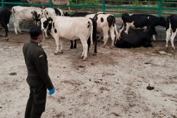 Barantin: Ternak asal Australia masuk lewat Juanda dalam kondisi sehat