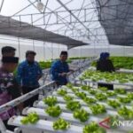 Pemkab Sumenep sediakan penyertaan modal dukung sektor pertanian