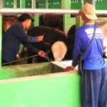 Disnakan Magetan sediakan layanan pusat panggilan untuk vaksinasi PMK