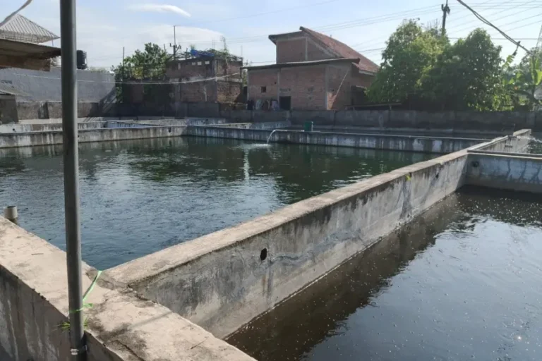 15 Tahun Terbengkalai, Lahan di Perak Jombang Kini Disulap Jadi 'Kampung Lele'