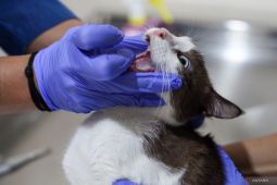 Sterilisasi kucing di Surabaya