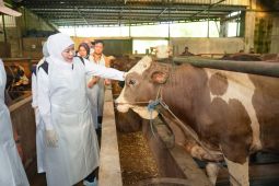 Khofifah pastikan hewan kurban sehat dan pengiriman lancar