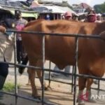 Pemkab Sampang terjunkan 60 petugas awasi kesehatan hewan kurban
