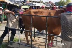 Pemkab Sampang terjunkan 60 petugas awasi kesehatan hewan kurban
