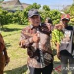 Legislator dorong Kebun Kelengkeng Tulangan jadi wisata edukasi