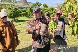 Legislator dorong Kebun Kelengkeng Tulangan jadi wisata edukasi
