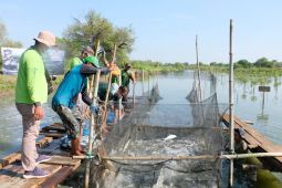 BRIDA Surabaya dorong budidaya ikan dengan sistem Silvofishery