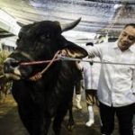 Hewan kurban tak sehat bisa ditolak masuk Surabaya