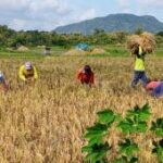 Pemkab Magetan targetkan luas tanam padi 63 ribu hektare tahun ini