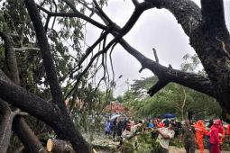 BPBD Madiun tangani pohon tumbang di 10 titik dampak cuaca ekstrem