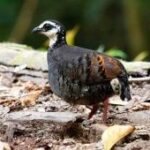 Peneliti Unej: Puyuh Gonggong Biasa fauna khas bumi Pandalungan