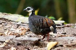 Peneliti Unej: Puyuh Gonggong Biasa fauna khas bumi Pandalungan