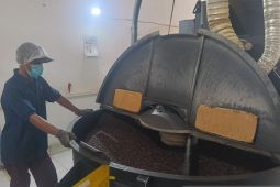 PDP Kahyangan Jember kembangkan kopi organik dengan cita rasa tinggi