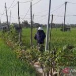 Dinas Tanaman Pangan Magetan gencarkan gerakan pengendalian hama
