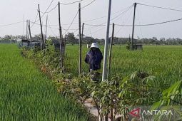 Dinas Tanaman Pangan Magetan gencarkan gerakan pengendalian hama