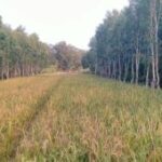 KPH Ngawi dorong pemanfaatan hutan lewat program Multi Usaha Kehutanan