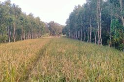 KPH Ngawi dorong pemanfaatan hutan lewat program Multi Usaha Kehutanan