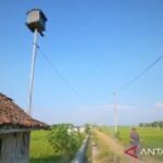 Tekan hama tikus, Dinas Tanaman Pangan Magetan lakukan pengadaan "rubuha"