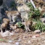 Ratusan kera lereng Wilis turun ke permukiman Desa Ngebel Ponorogo