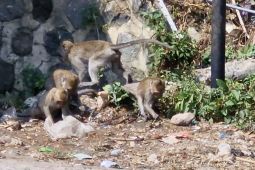 Ratusan kera lereng Wilis turun ke permukiman Desa Ngebel Ponorogo